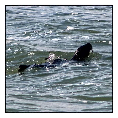 Apartment Vue Sur La Cote D'opale, La Naturelle Pour 4 Personnes , Wimereux